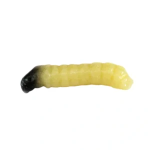 Revol Baits nástraha Caddis Larva 20mm príchuť syr-cesnak, farba natural 10ks