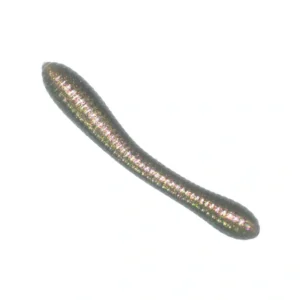 Revol Baits nástraha Leech 50mm príchuť syr-cesnak, farba sivý chameleon 12ks