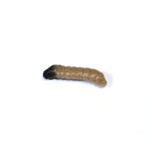 Revol Baits nástraha Caddis Larva 20mm príchuť syr-cesnak, farba tmavo béžová 10ks
