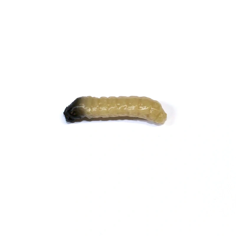 Revol Baits nástraha Caddis Larva 20mm príchuť syr-cesnak, farba svetlo béžová 10ks