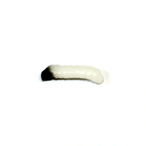 Revol Baits nástraha Caddis Larva 20mm príchuť krevetka, farba biela 10ks