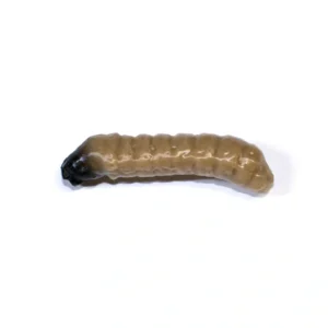 Revol Baits nástraha Caddis Larva 30mm príchuť krevetka, farba tmavo béžová 10ks