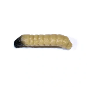 Revol Baits nástraha Caddis Larva 30mm príchuť syr-cesnak, farba svetlo béžová 10ks